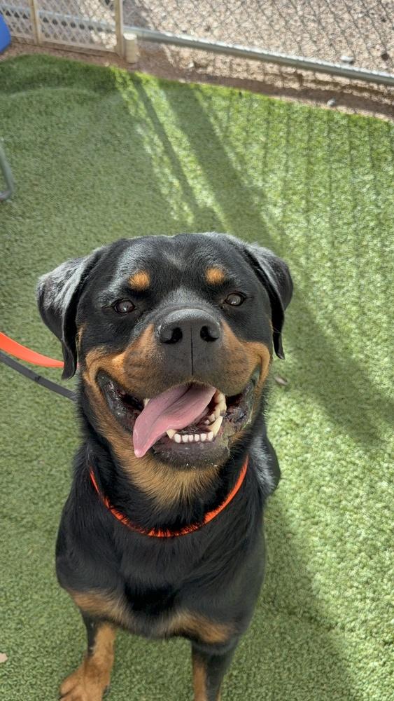 Enlarge Zeke, a Adoptable Rottweiler in Gilbert, AZ image 5/5