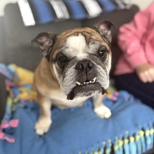 Rosie, Adoptable, Adult Female English Bulldog.