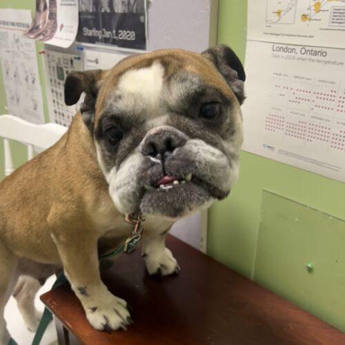 Enlarge Rosie, a Adoptable English Bulldog in Vienna, ON image 1/5