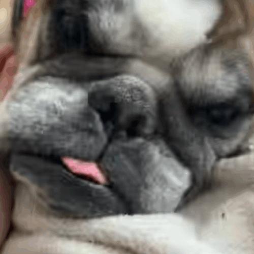 Enlarge Rosie, a Adoptable English Bulldog in Vienna, ON image 2/5