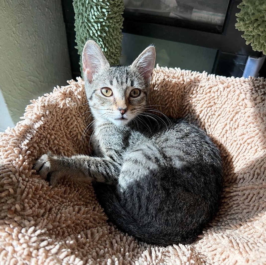 Enlarge Scott the sweetheart, a ADOPTABLE mixed breed in West Hartford , CT image 4/4