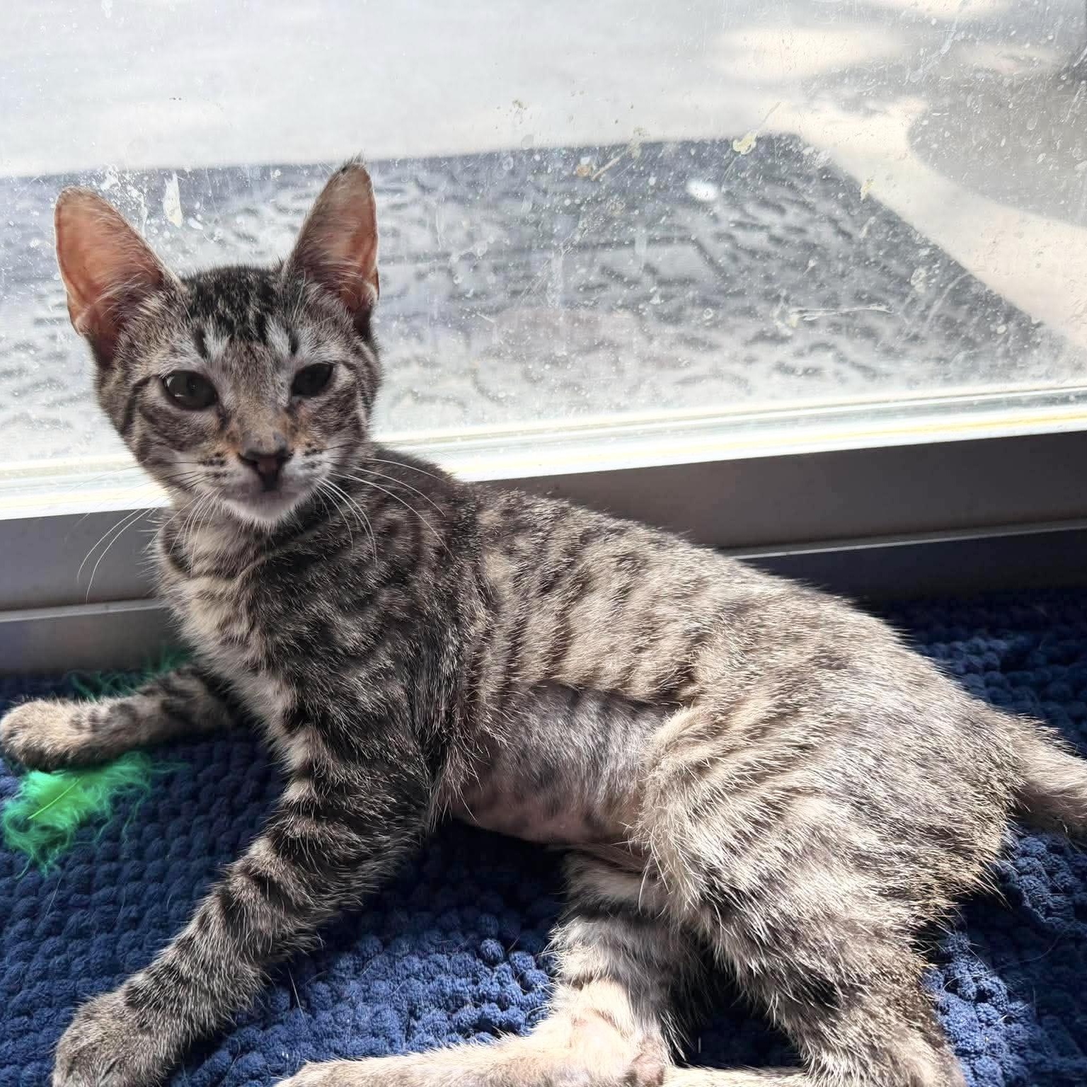 Enlarge Scott the sweetheart, a ADOPTABLE mixed breed in West Hartford , CT image 3/4