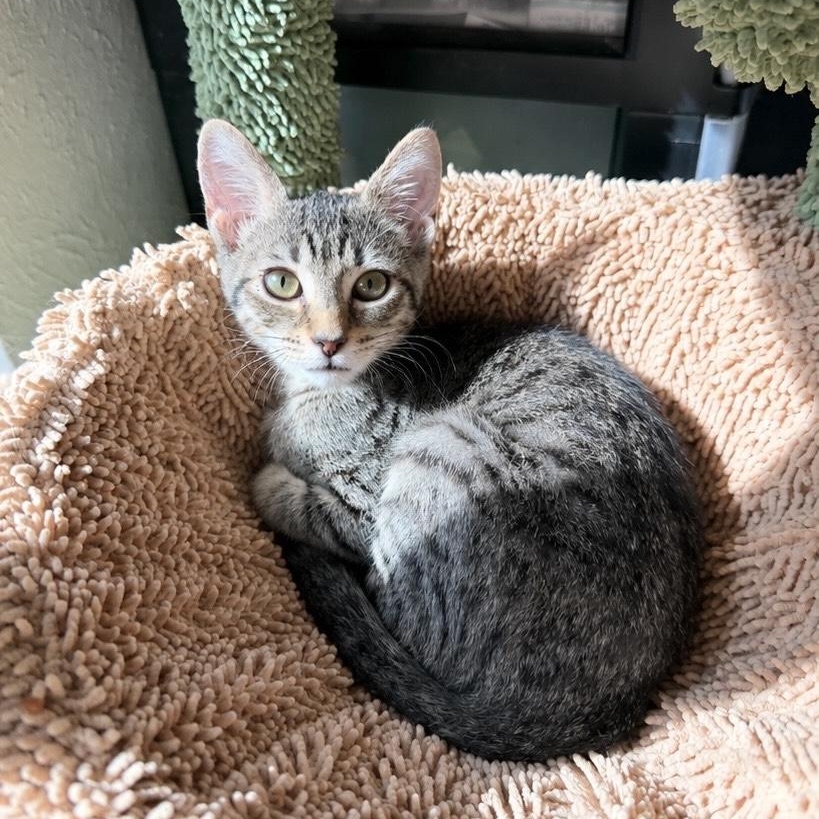 Scott the sweetheart, ADOPTABLE, Kitten Male Tabby & Domestic Short Hair.