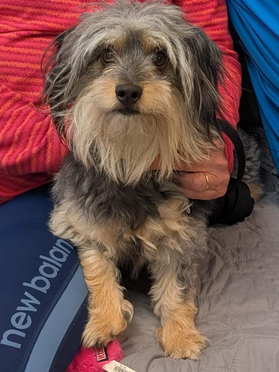 Dino, adopted, Adult Male Yorkshire Terrier.