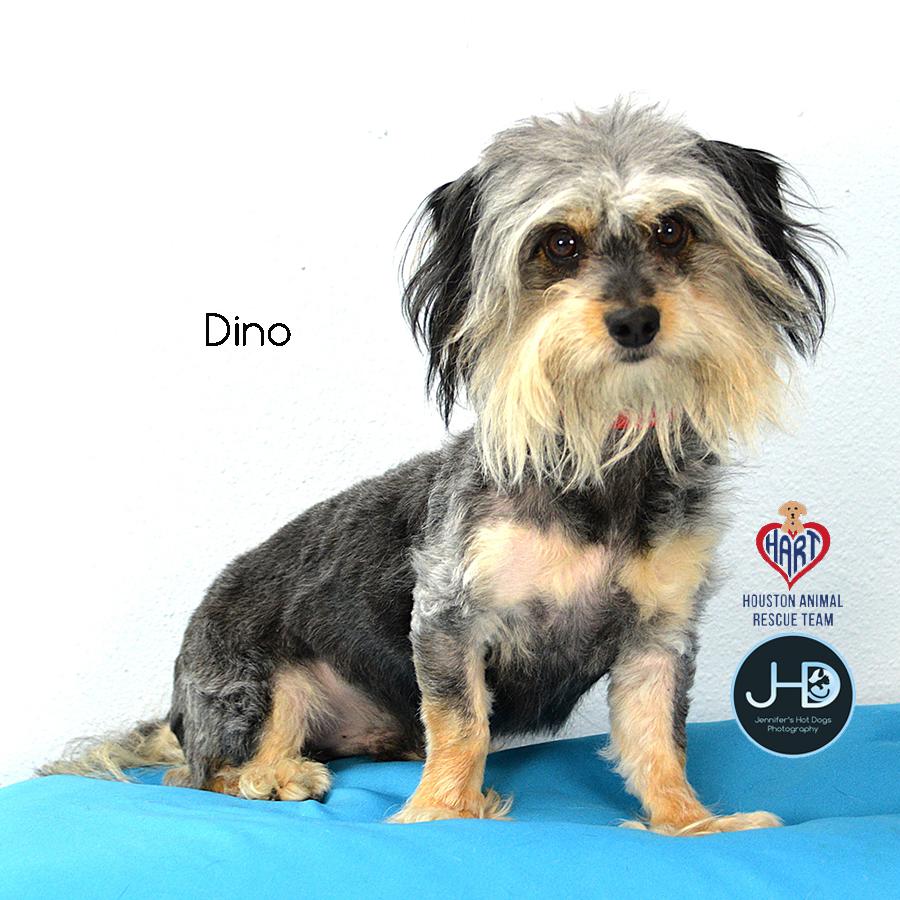 Dino, an adopted mixed breed in Sudbury, MA image 3/3