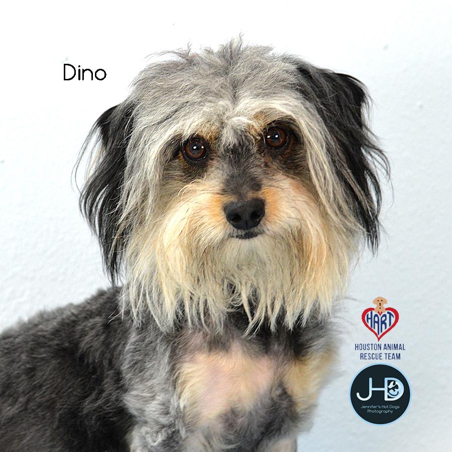 Dino, an adopted mixed breed in Sudbury, MA image 2/3