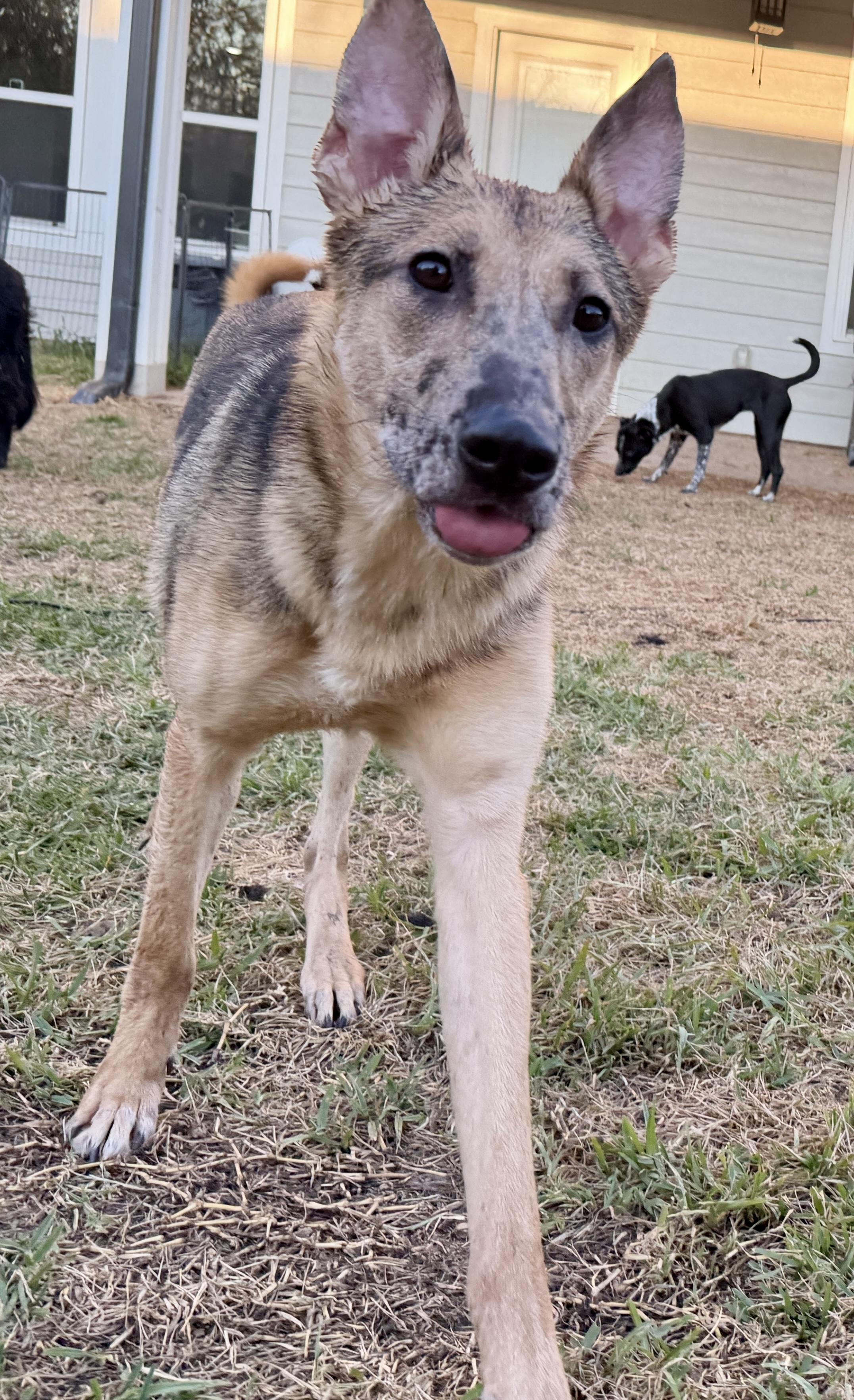 Enlarge Gaston, a Adoptable mixed breed in Dallas, TX image 1/6