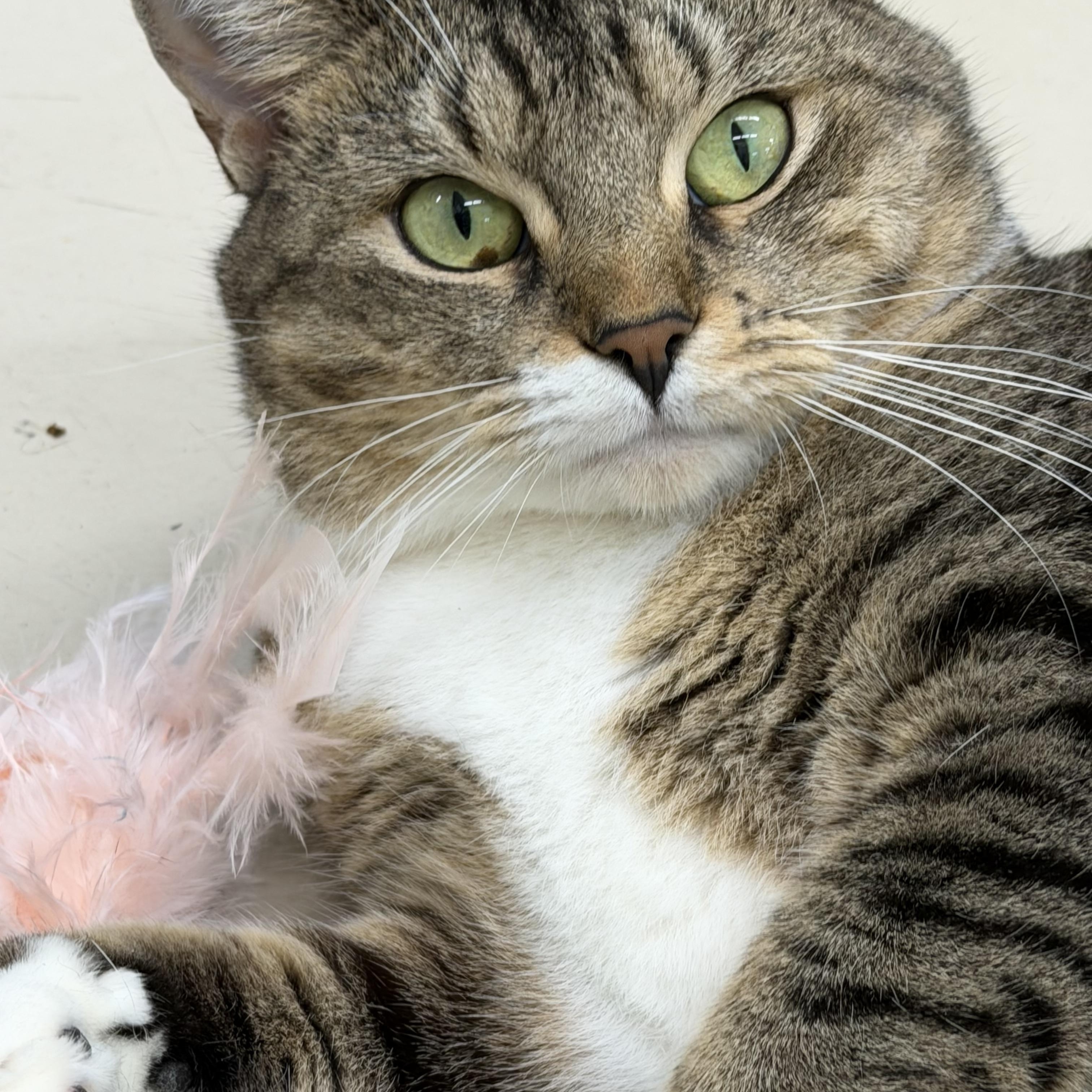 Enlarge Lizzie, a Adoptable Domestic Short Hair in Pawleys Island, SC image 4/4