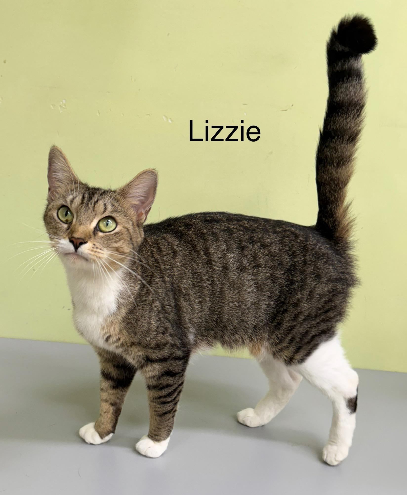Enlarge Lizzie, a Adoptable Domestic Short Hair in Pawleys Island, SC image 1/1