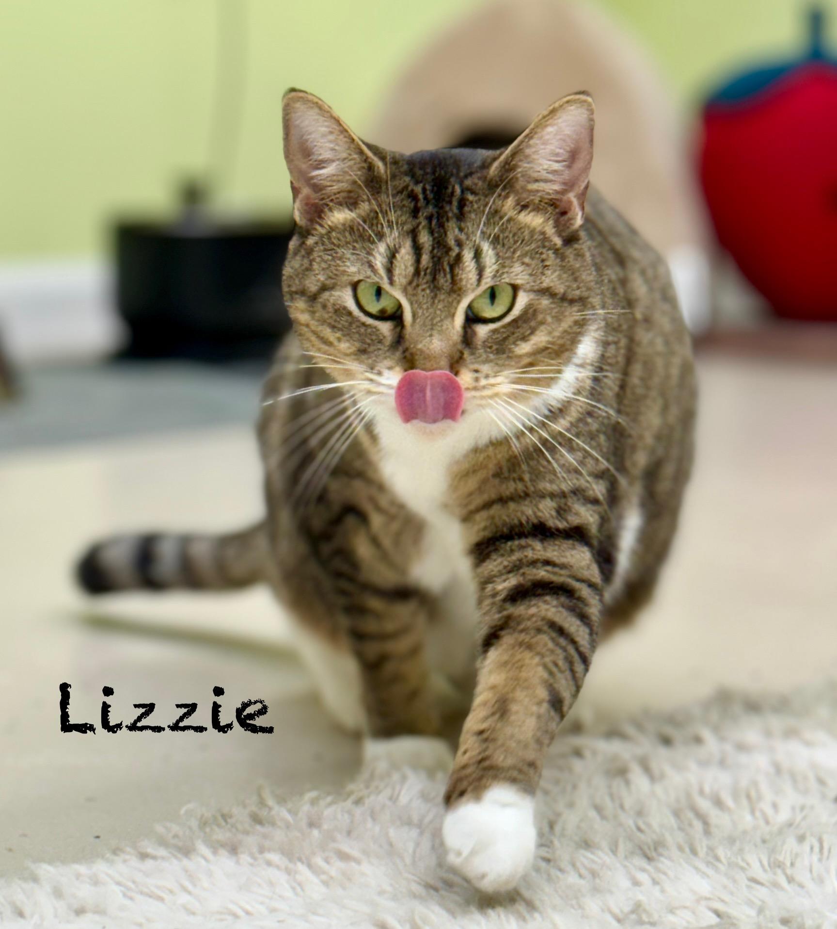 Enlarge Lizzie, a Adoptable Domestic Short Hair in Pawleys Island, SC image 2/3