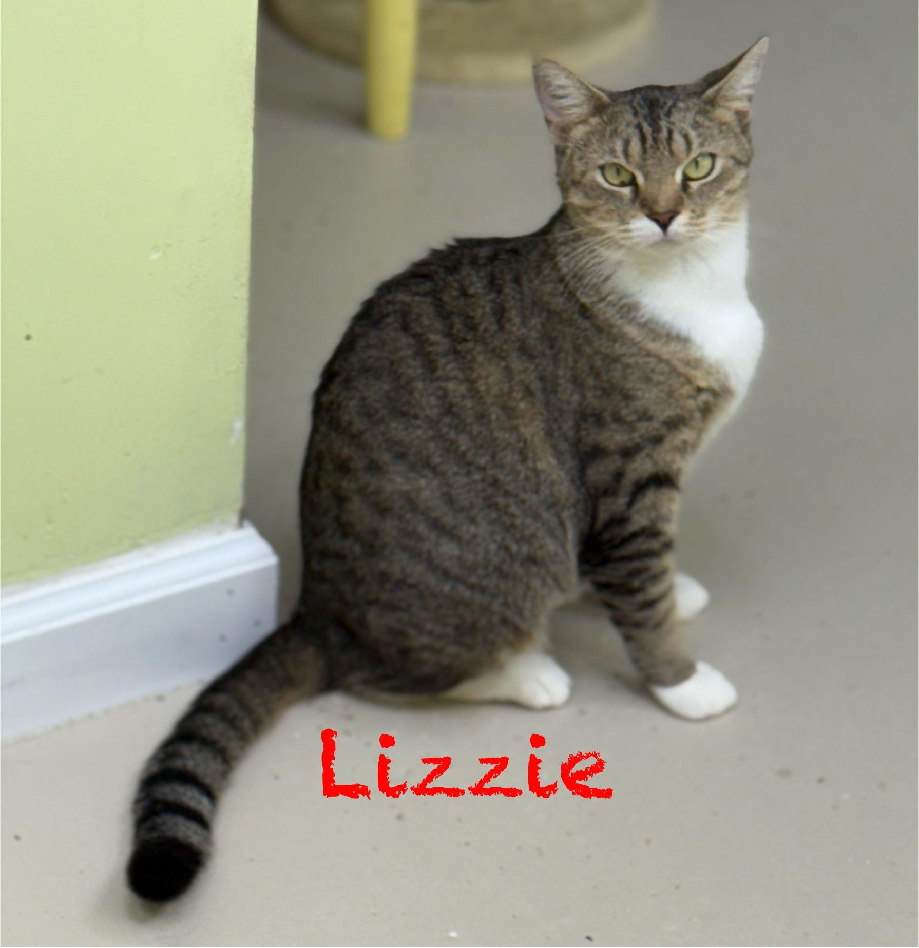Enlarge Lizzie, a Adoptable Domestic Short Hair in Pawleys Island, SC image 1/3