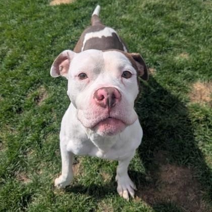 Kermit, ADOPTABLE, Young Male Pit Bull Terrier.
