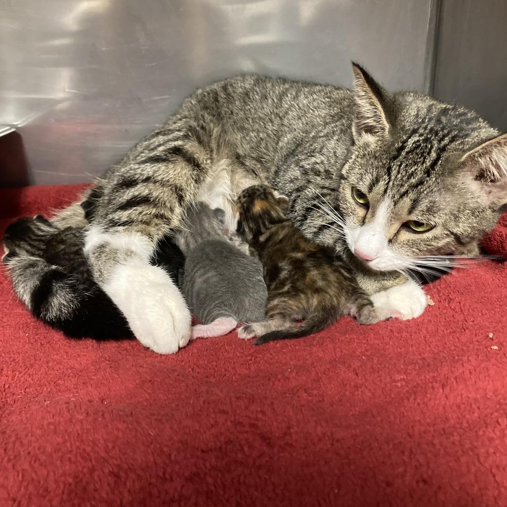 Samantha, Adoptable, Young Female Domestic Short Hair.