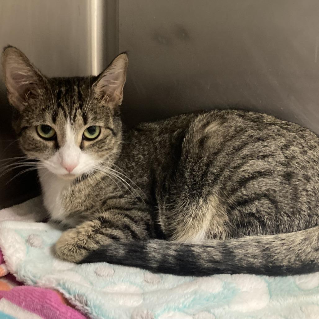 Enlarge Samantha, a Adoptable Domestic Short Hair in Pittsford, VT image 2/2