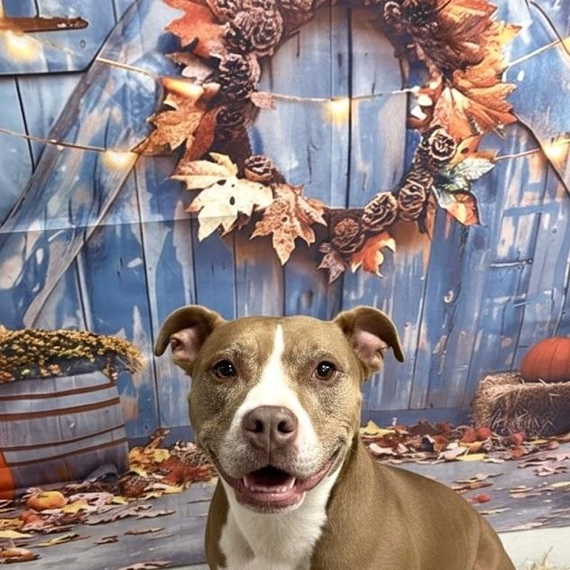 Enlarge Colleen, a Adoptable Pit Bull Terrier in Blue Earth, MN image 1/4