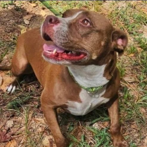 Enlarge Colleen, a Adoptable Pit Bull Terrier in Blue Earth, MN image 2/4