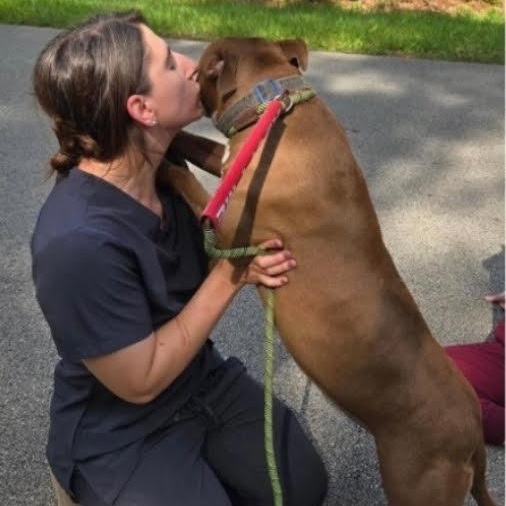 Enlarge Colleen, a Adoptable Pit Bull Terrier in Blue Earth, MN image 3/4