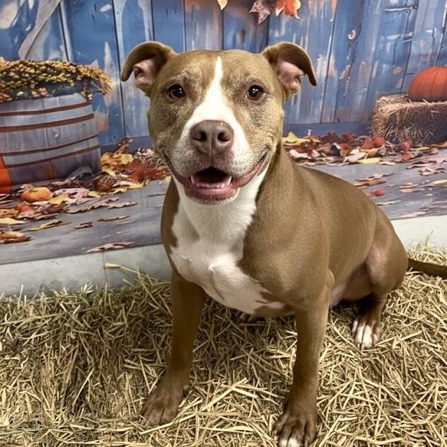 Enlarge Colleen, a Adoptable Pit Bull Terrier in Blue Earth, MN image 4/4