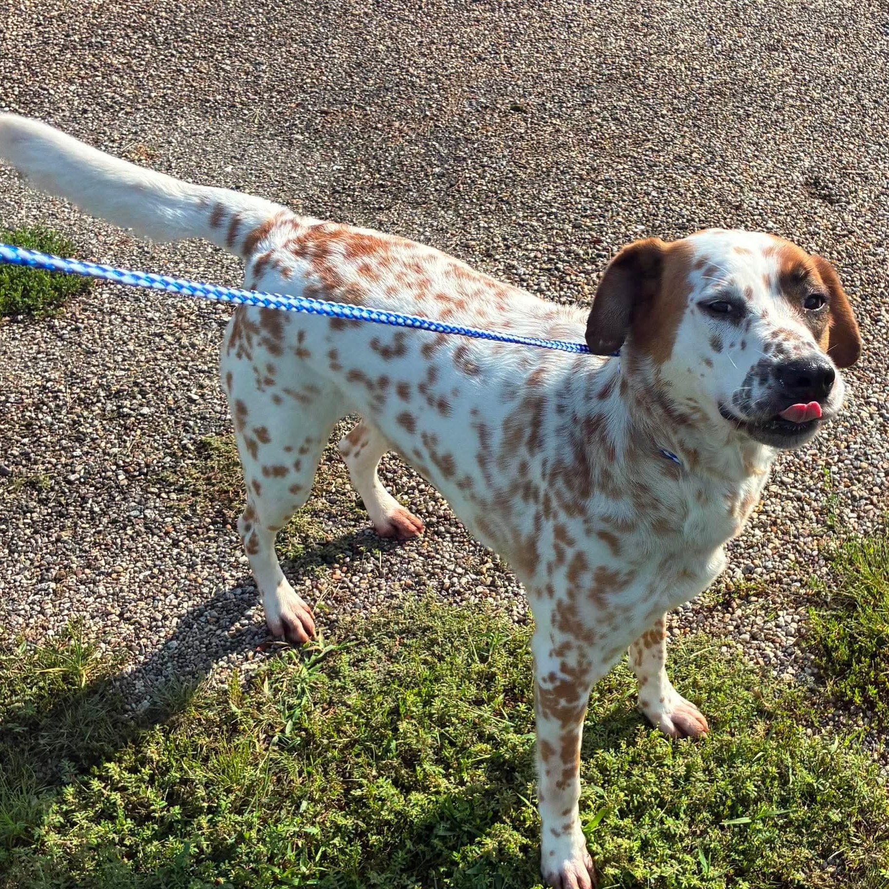 Enlarge Skylar, a Adoptable mixed breed in Petersburg, IL image 3/4