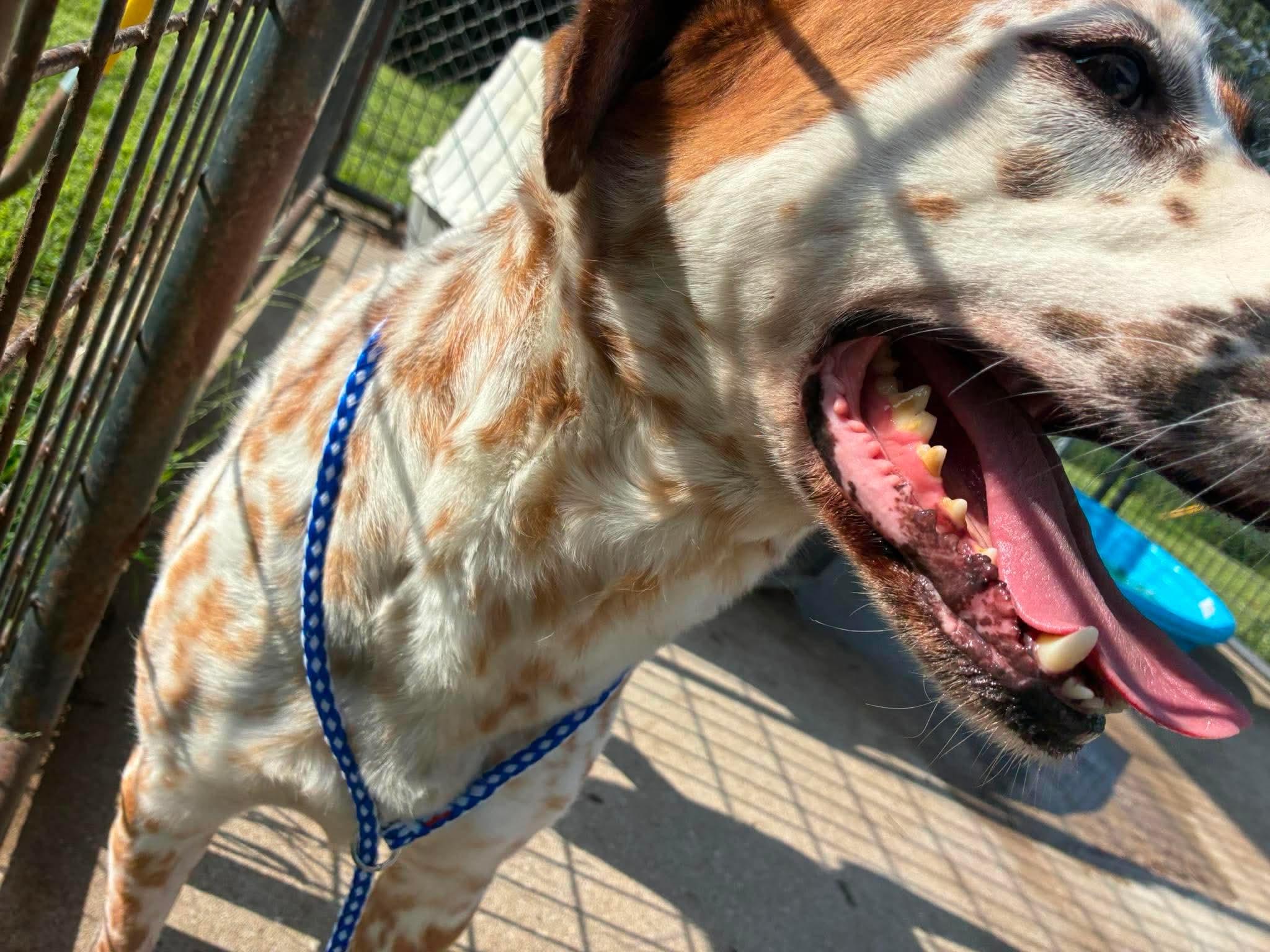 Enlarge Skylar, a Adoptable mixed breed in Petersburg, IL image 2/4