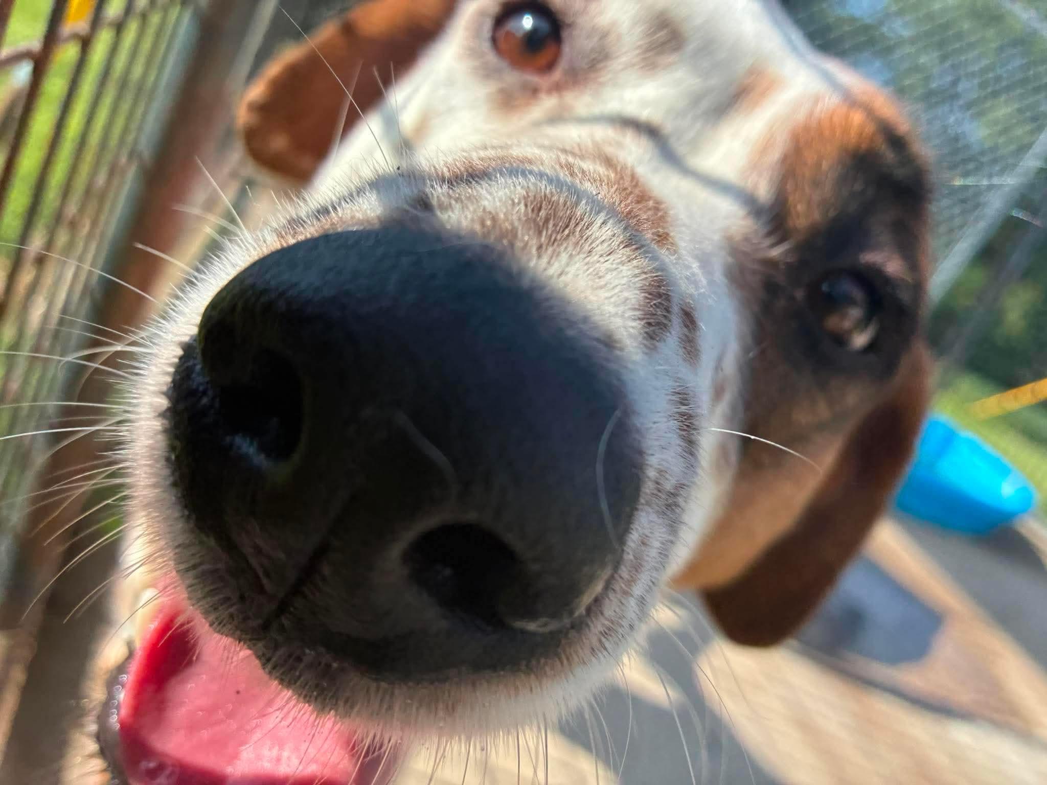 Skylar, Adoptable, Adult Female Dalmatian.