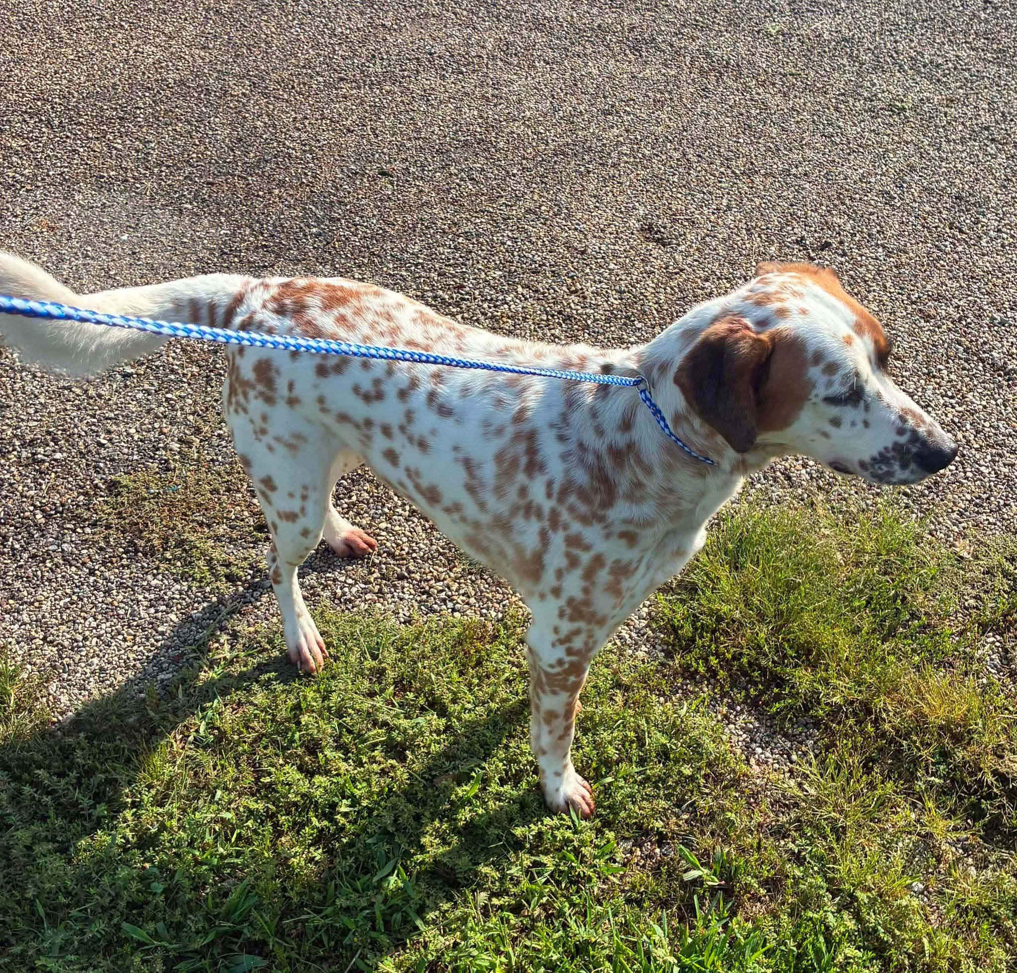 Enlarge Skylar, a Adoptable mixed breed in Petersburg, IL image 4/4