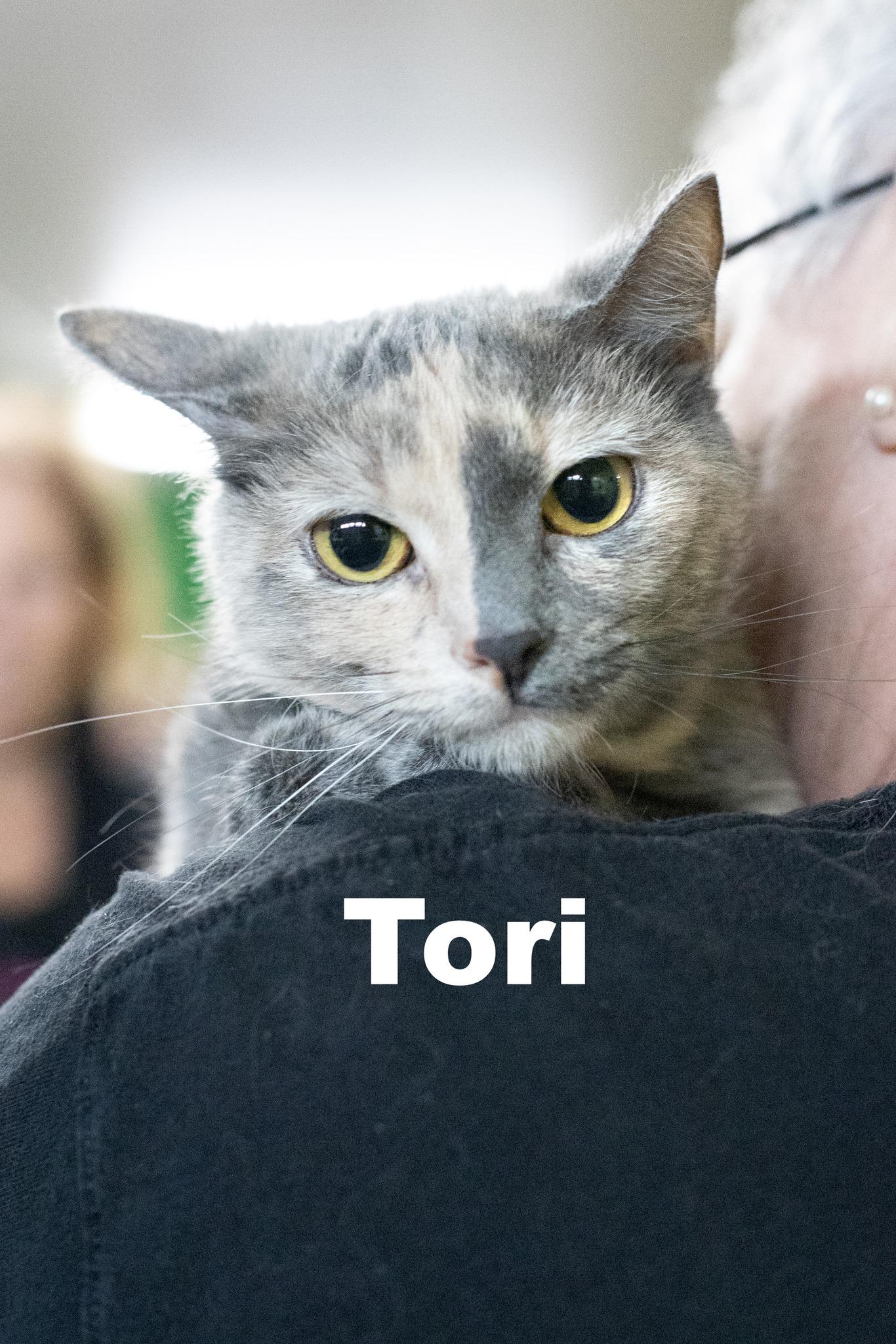 Enlarge Tori, a Adoptable Dilute Tortoiseshell in Macomb, IL image 1/1