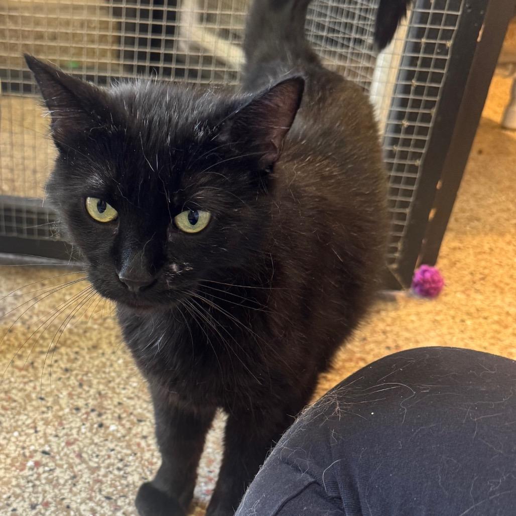 Celeste, Adoptable, Adult Female Domestic Short Hair.