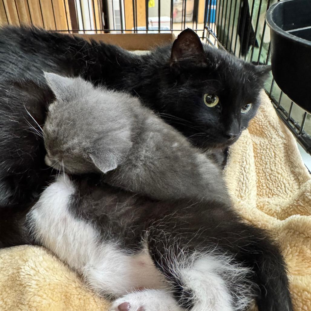 Enlarge Celeste, a Adoptable Domestic Short Hair in Cheyenne, WY image 1/2