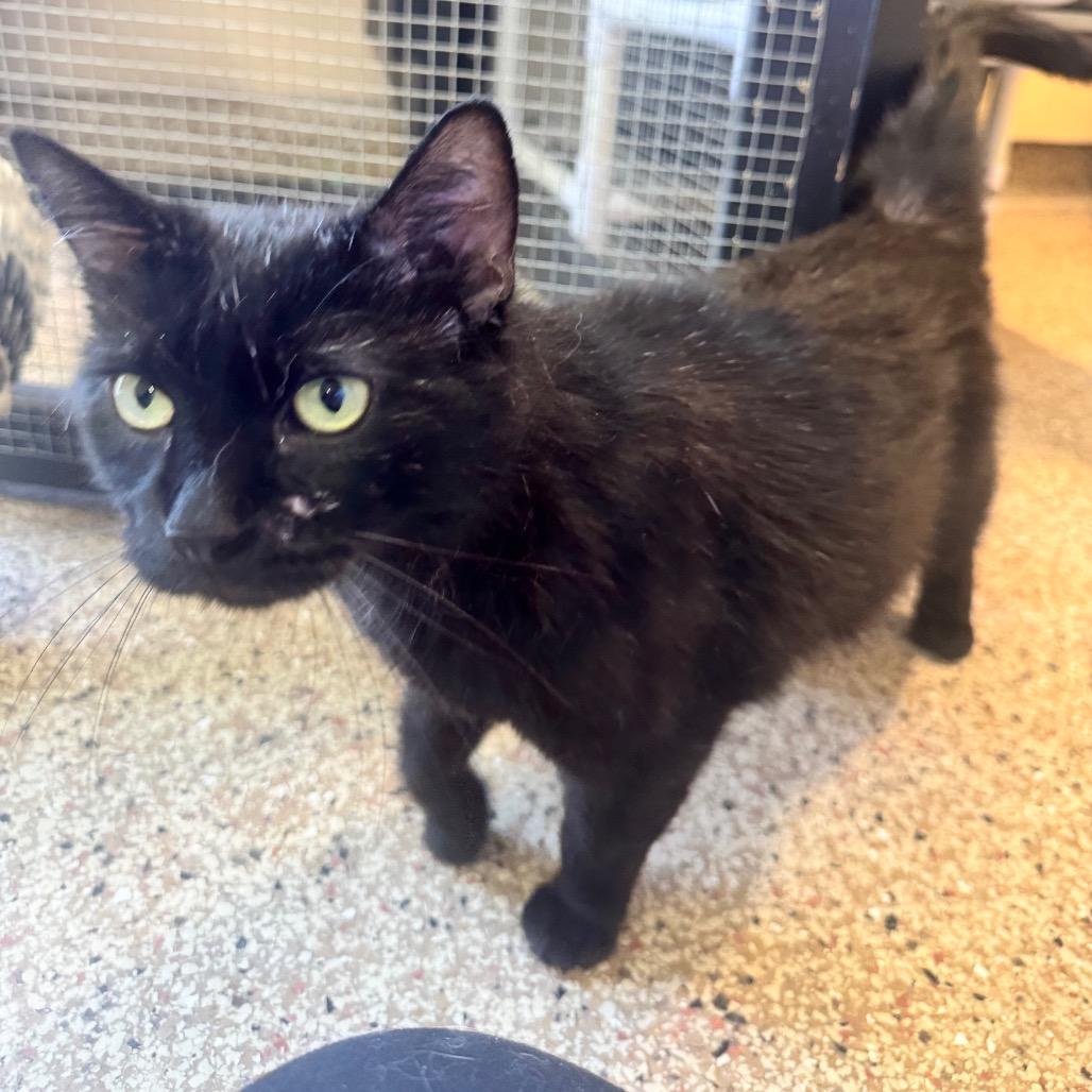 Celeste, a Adoptable Domestic Short Hair in Cheyenne, WY image 3/4