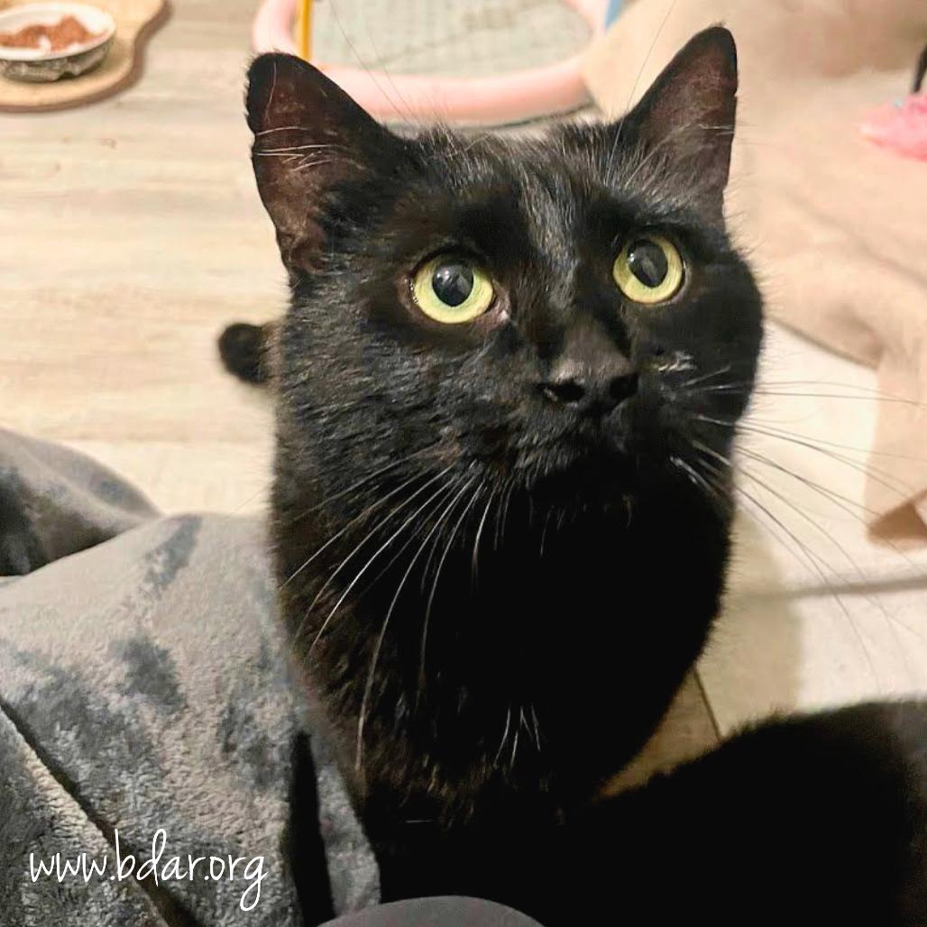 Enlarge Celeste, a Adoptable Domestic Short Hair in Cheyenne, WY image 2/2