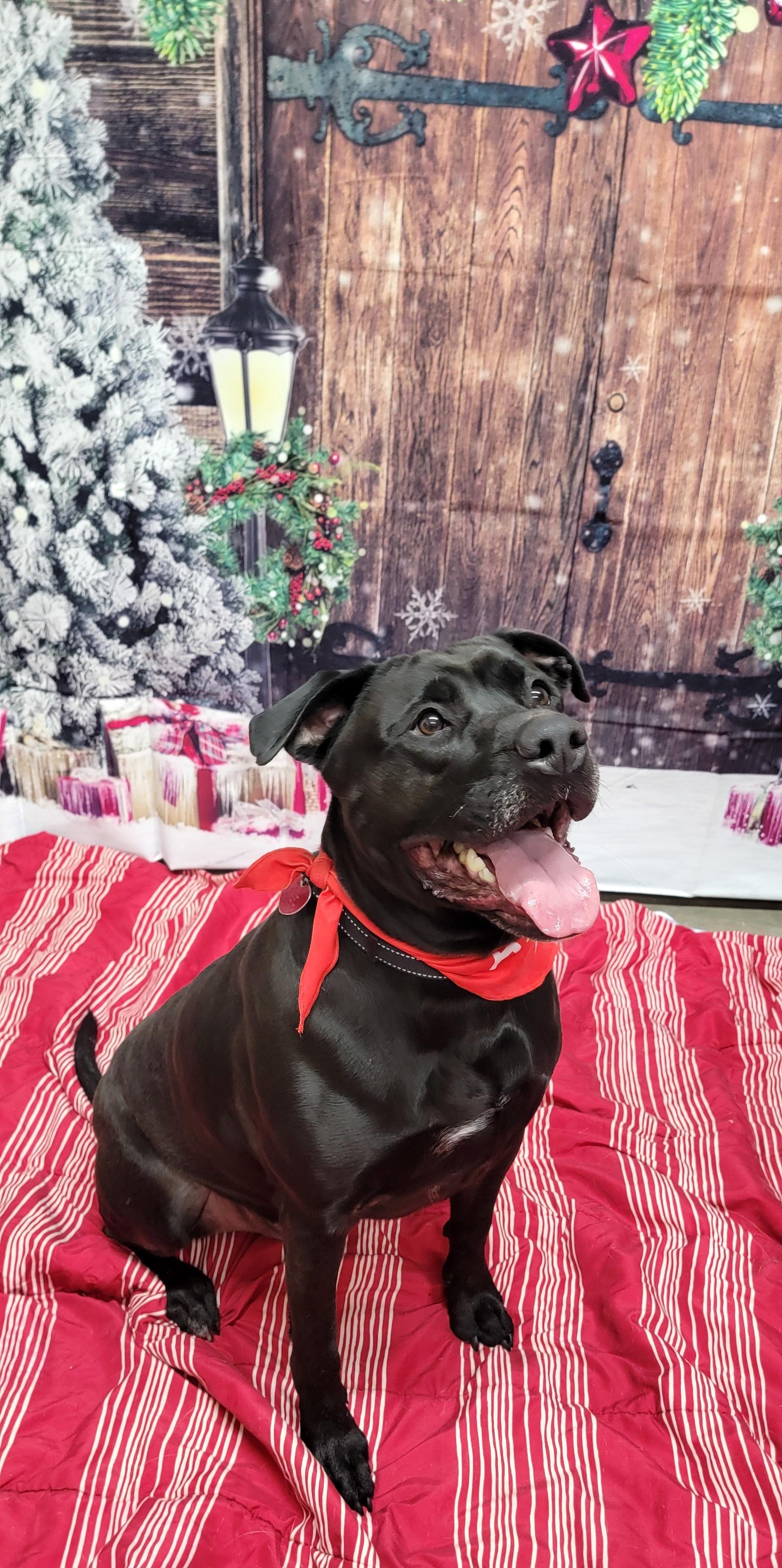Binx, an adoptable Black Labrador Retriever in Wahpeton, ND, 58075 | Photo Image 2