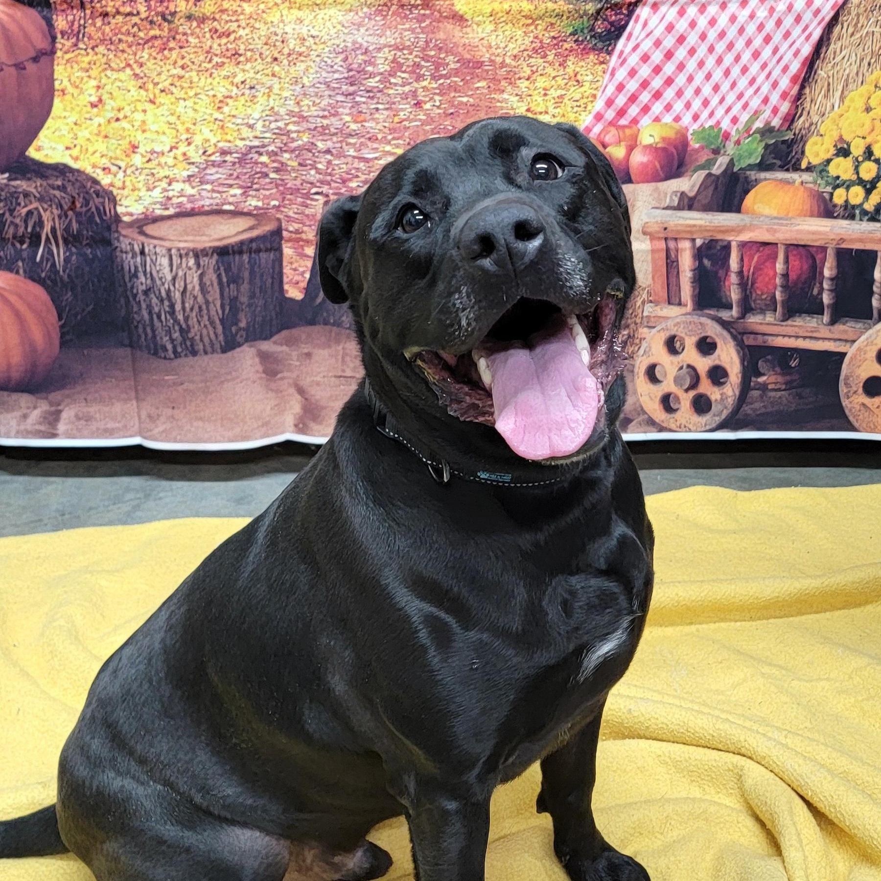 Binx, an adoptable Black Labrador Retriever in Wahpeton, ND, 58075 | Photo Image 3
