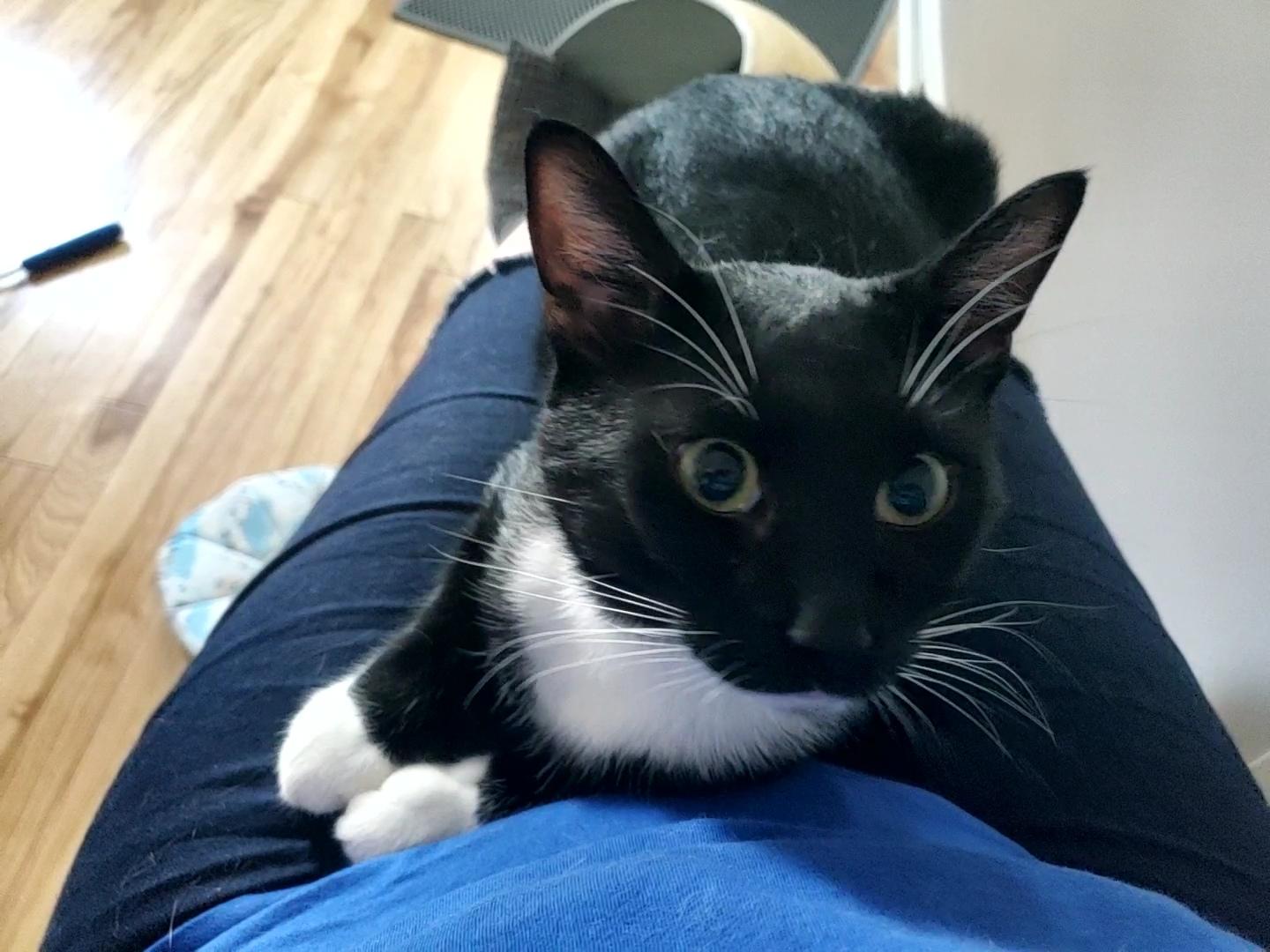 Enlarge Griffin, a Adoptable mixed breed in Baltimore, MD image 1/4