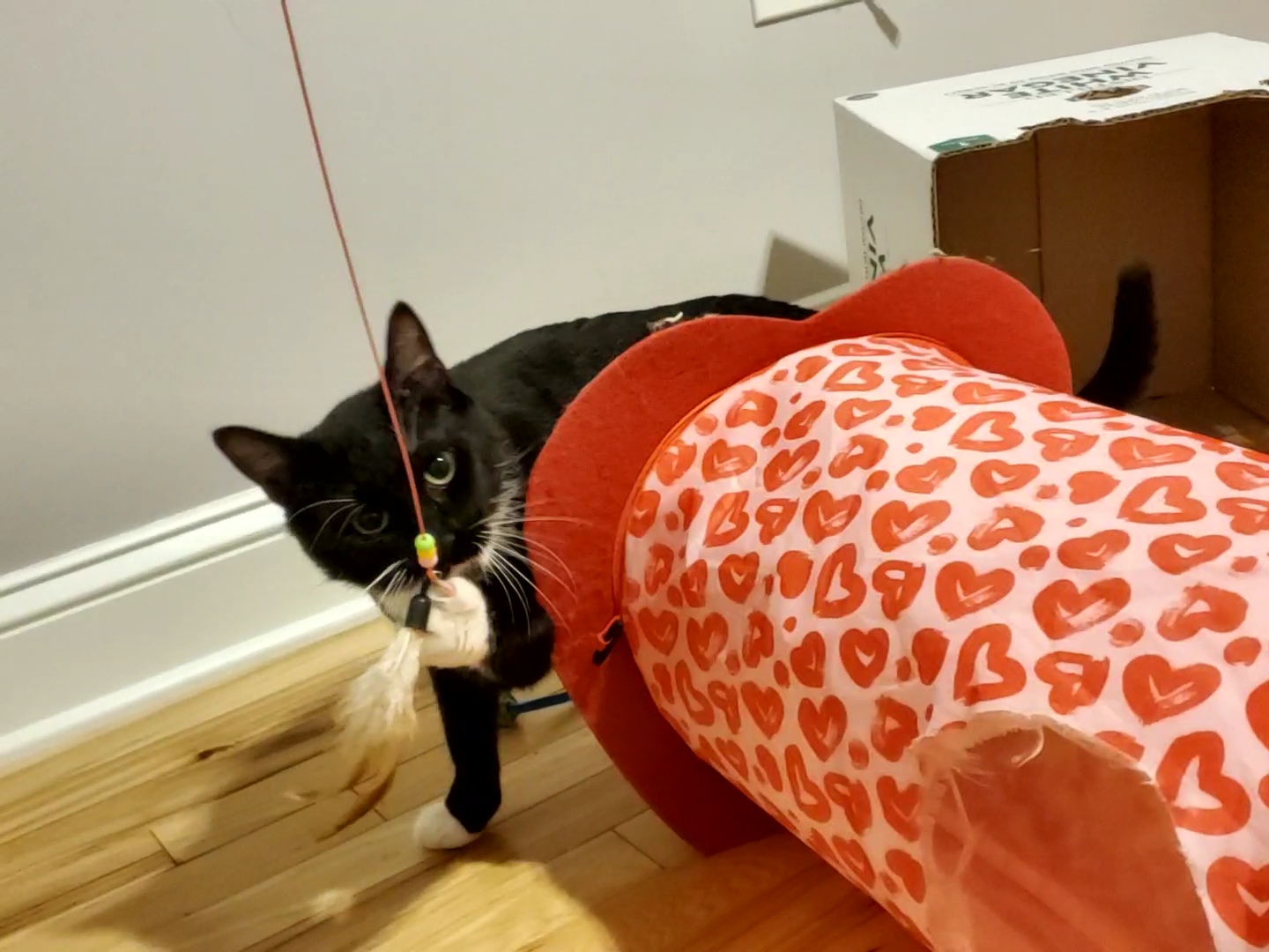 Enlarge Griffin, a Adoptable mixed breed in Baltimore, MD image 4/4