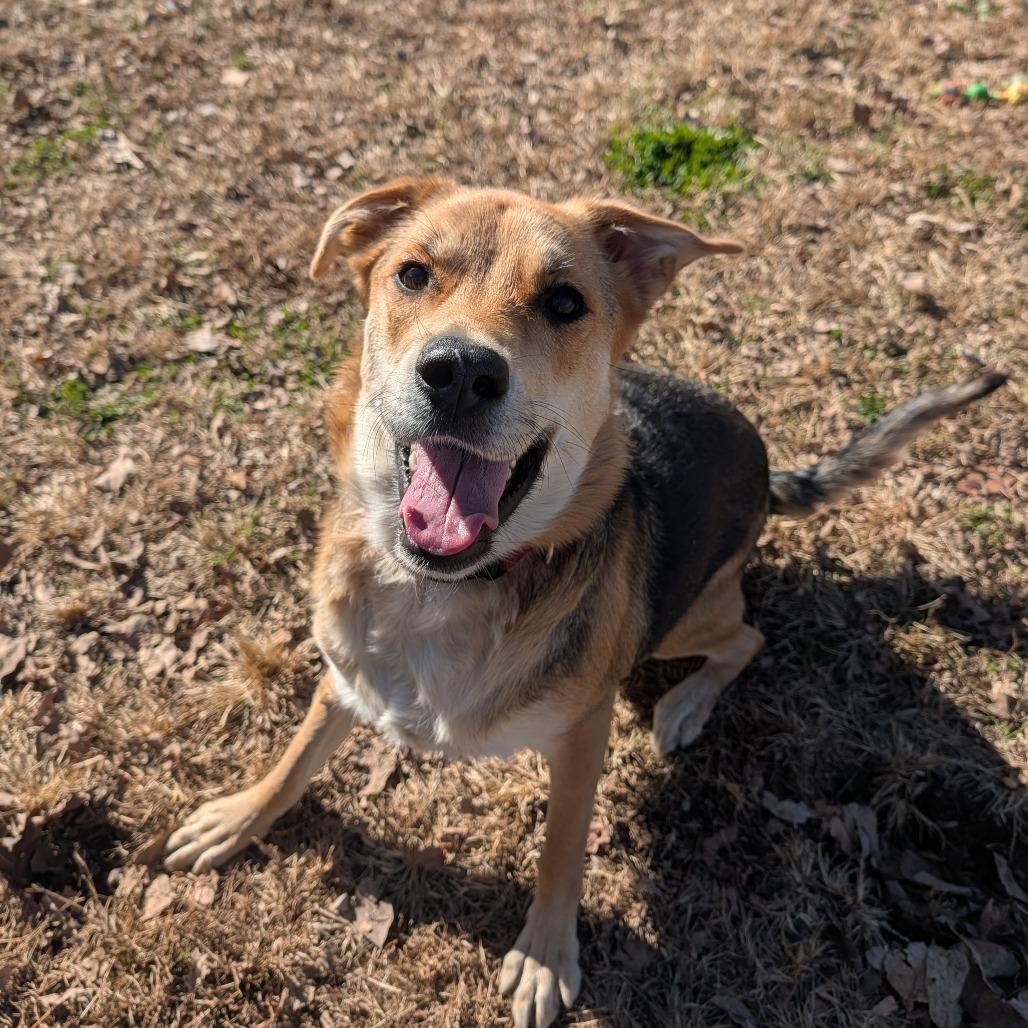 Mishka, Adoptable, Young Female German Shepherd Dog.
