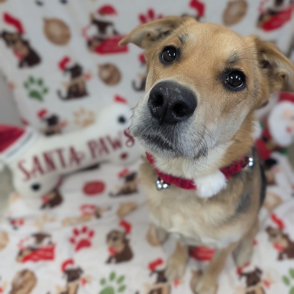 Mishka, Adoptable, Young Female German Shepherd Dog.