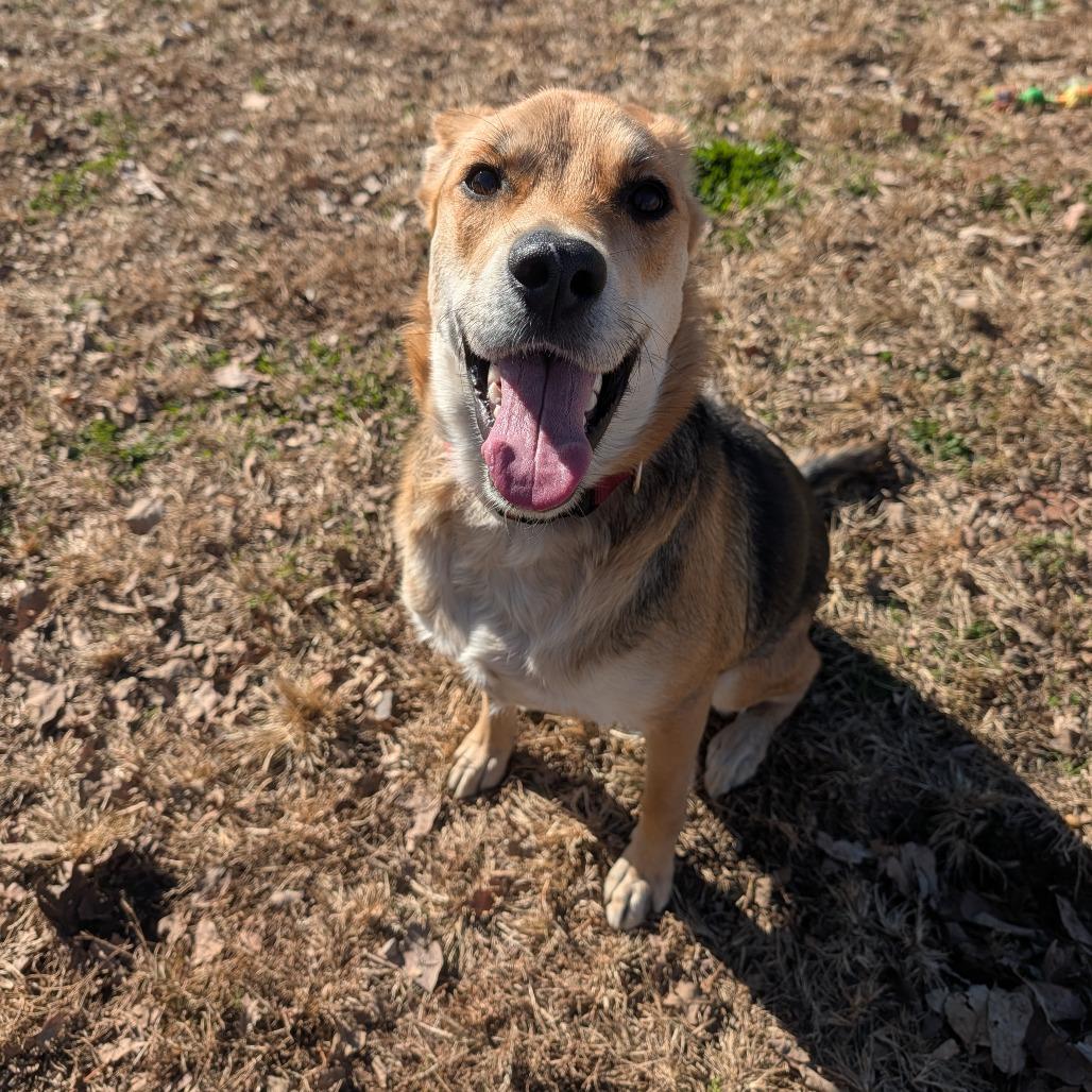 Enlarge Mishka, a Adoptable mixed breed in Jasper, IN image 3/6