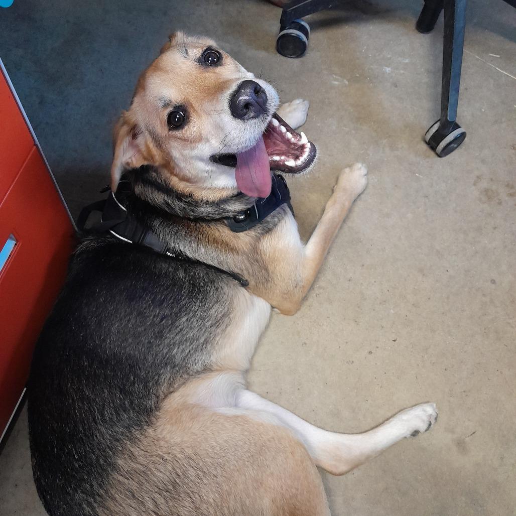 Enlarge Mishka, a Adoptable mixed breed in Jasper, IN image 4/6