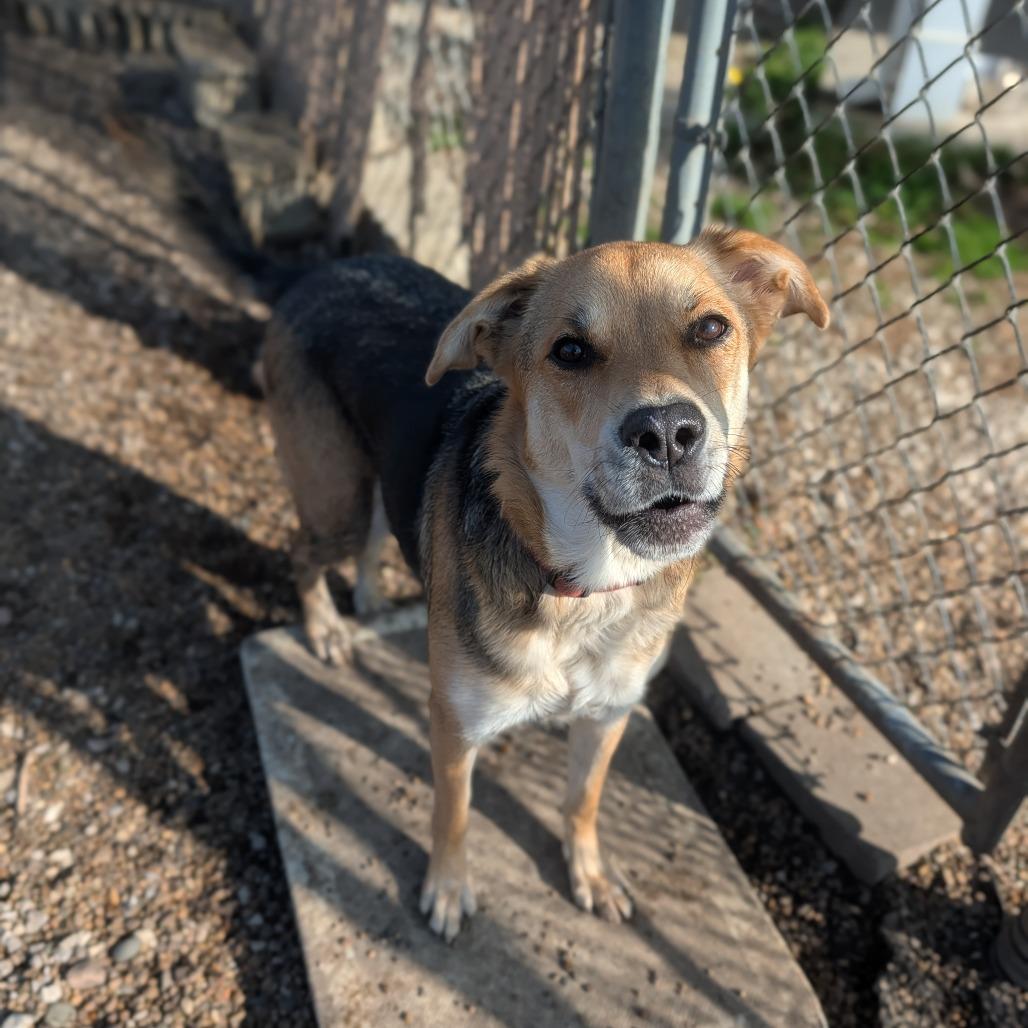 Enlarge Mishka, a Adoptable mixed breed in Jasper, IN image 5/6