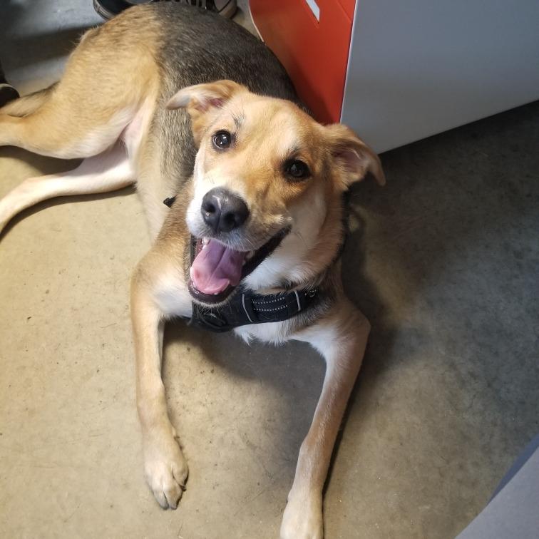 Enlarge Mishka, a Adoptable mixed breed in Jasper, IN image 6/6