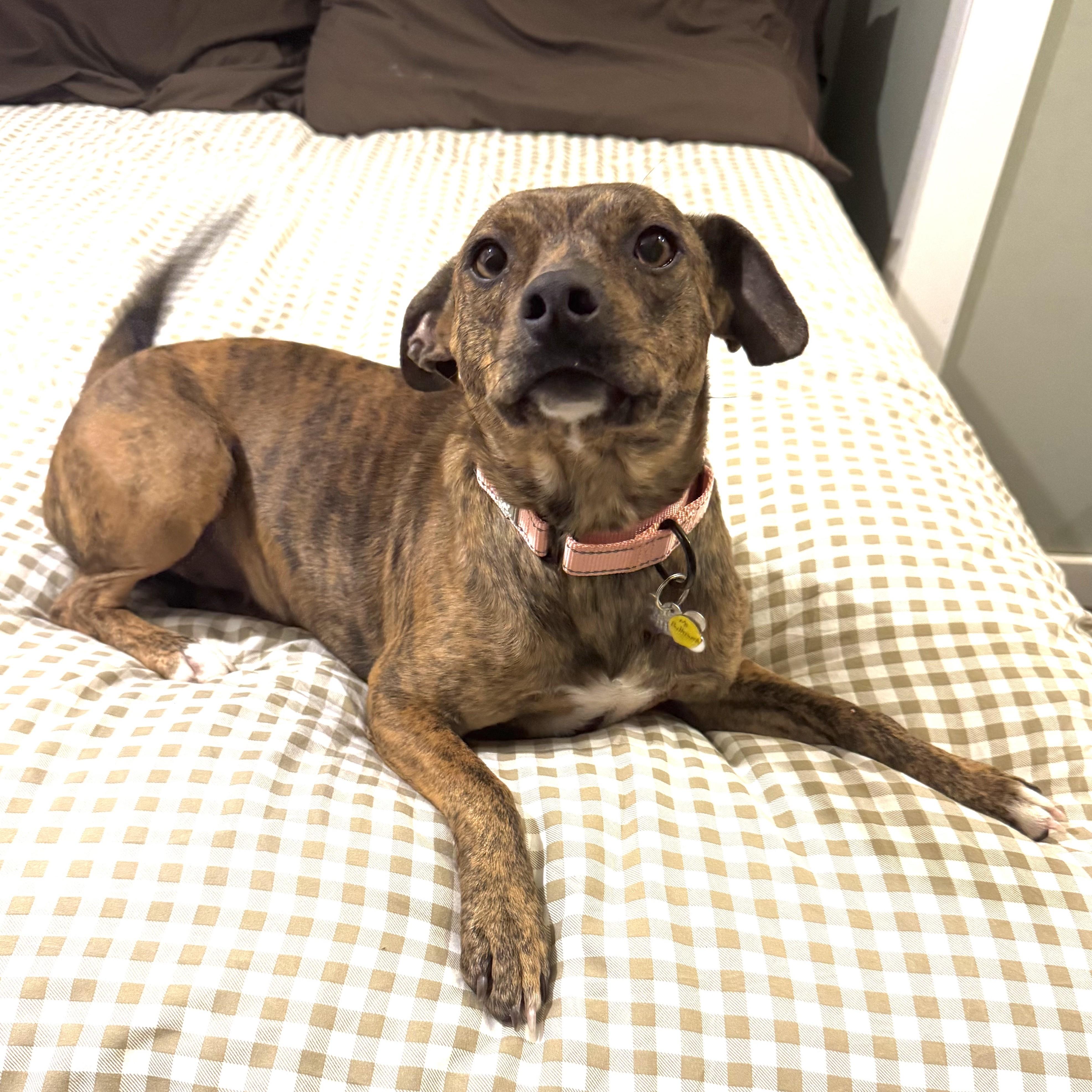 Ms Butterworth, adopted, Young Female Terrier.