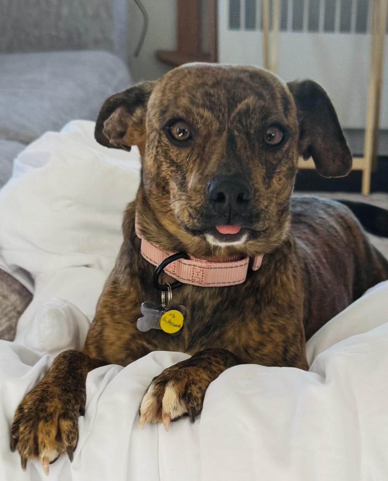 Enlarge Ms Butterworth, an adopted mixed breed in Albany, NY image 3/6