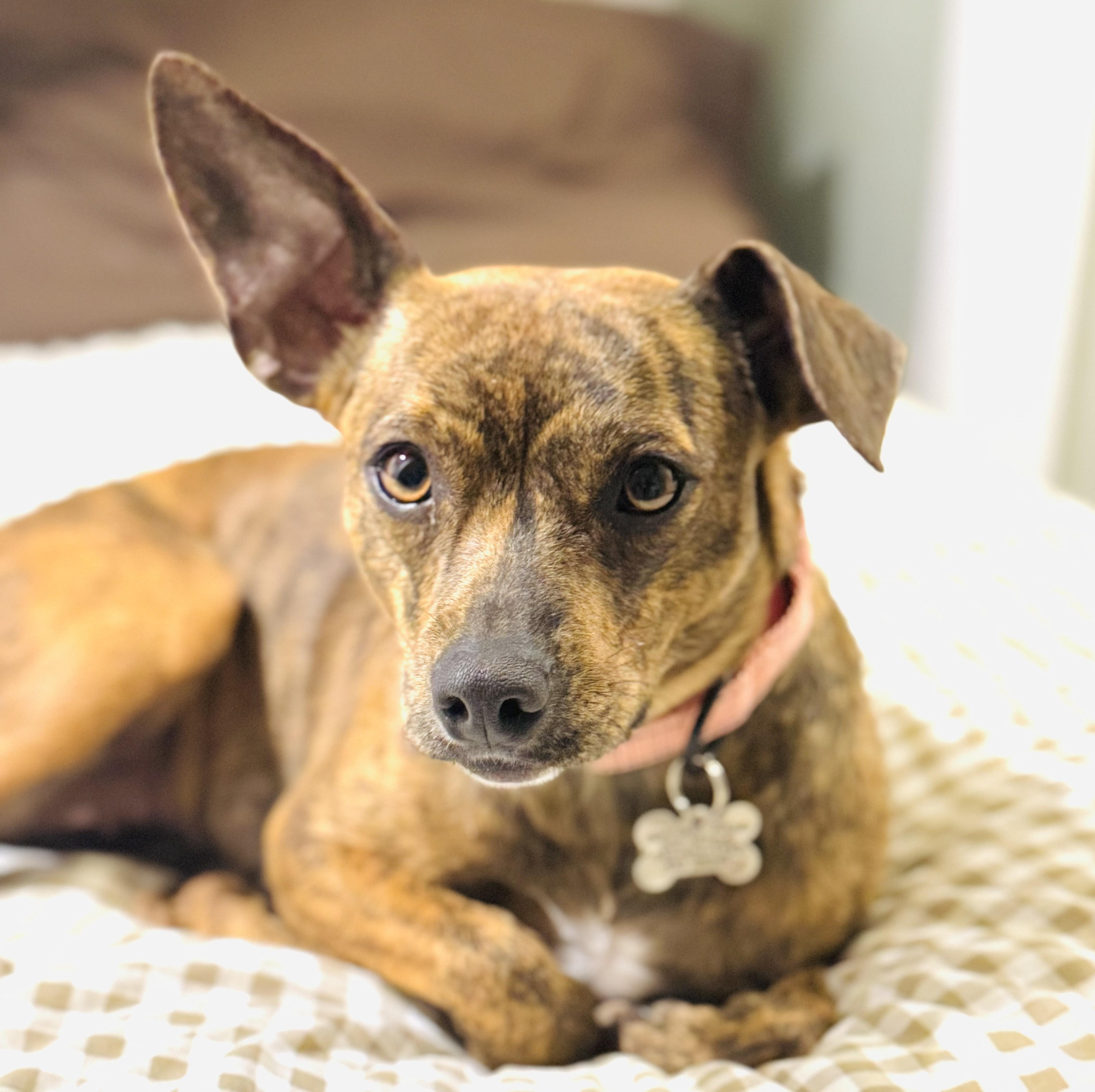 Enlarge Ms Butterworth, an adopted mixed breed in Albany, NY image 4/6