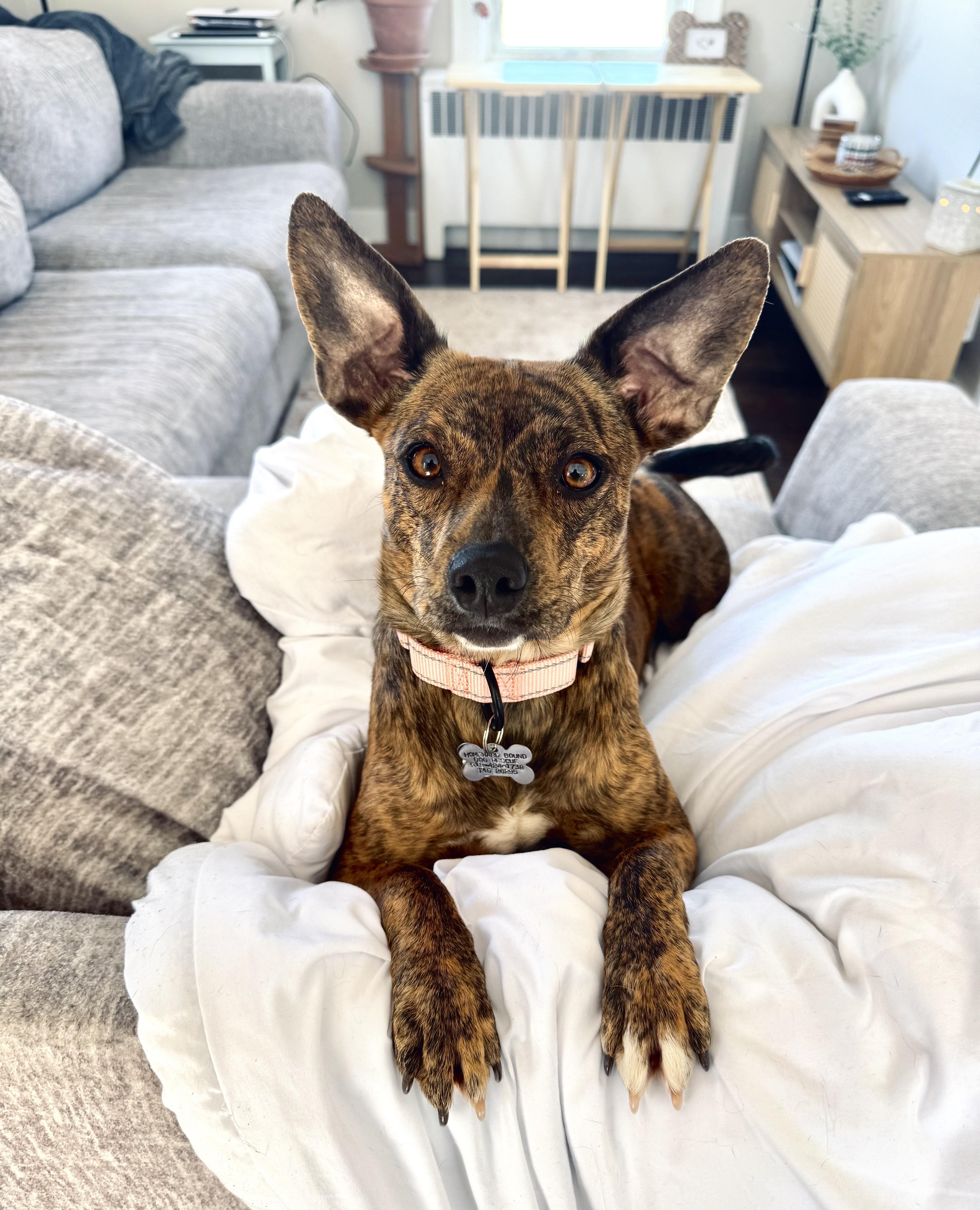 Enlarge Ms Butterworth, an adopted mixed breed in Albany, NY image 2/6