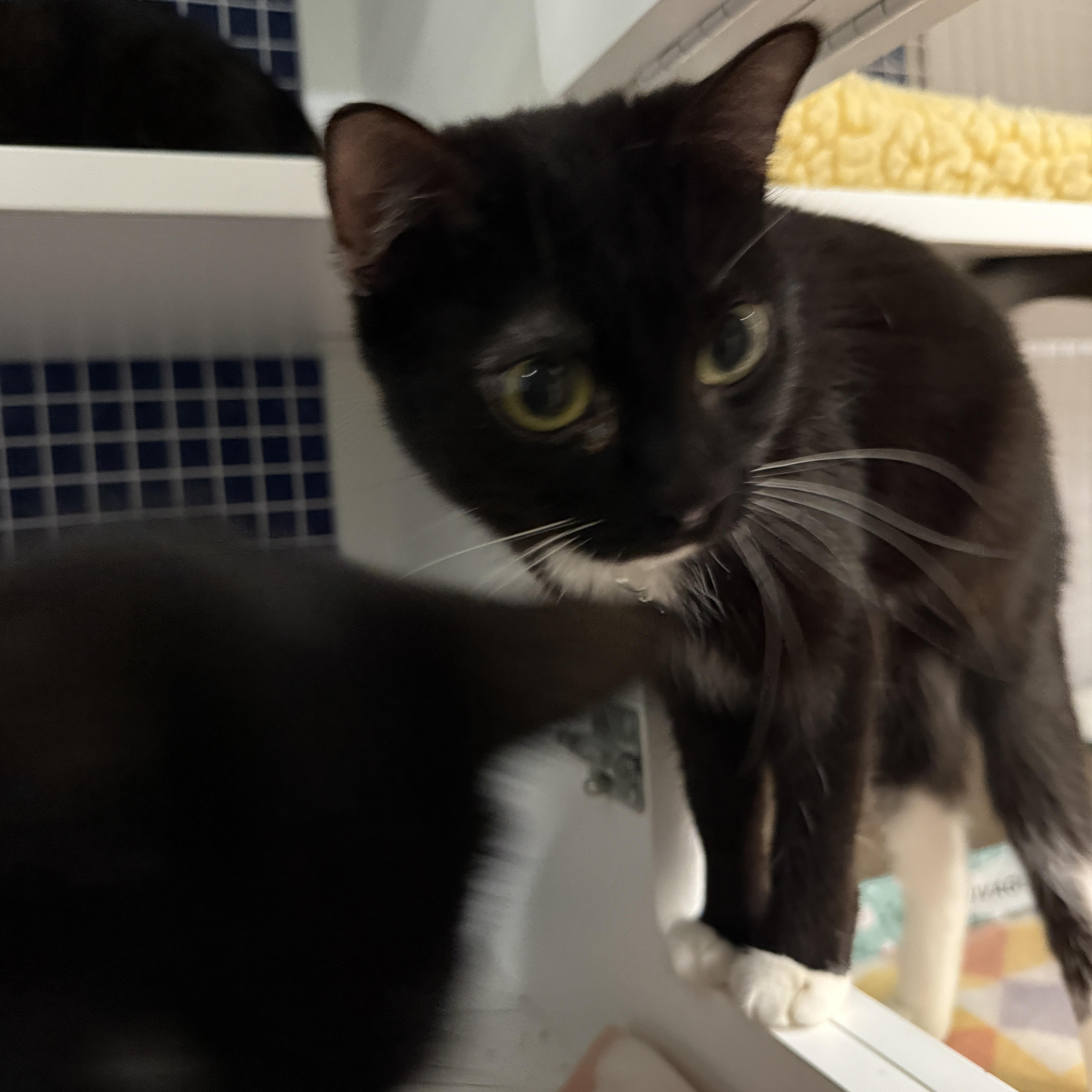 Enlarge Addison, a ADOPTABLE Domestic Short Hair in Oceanside, CA image 1/3