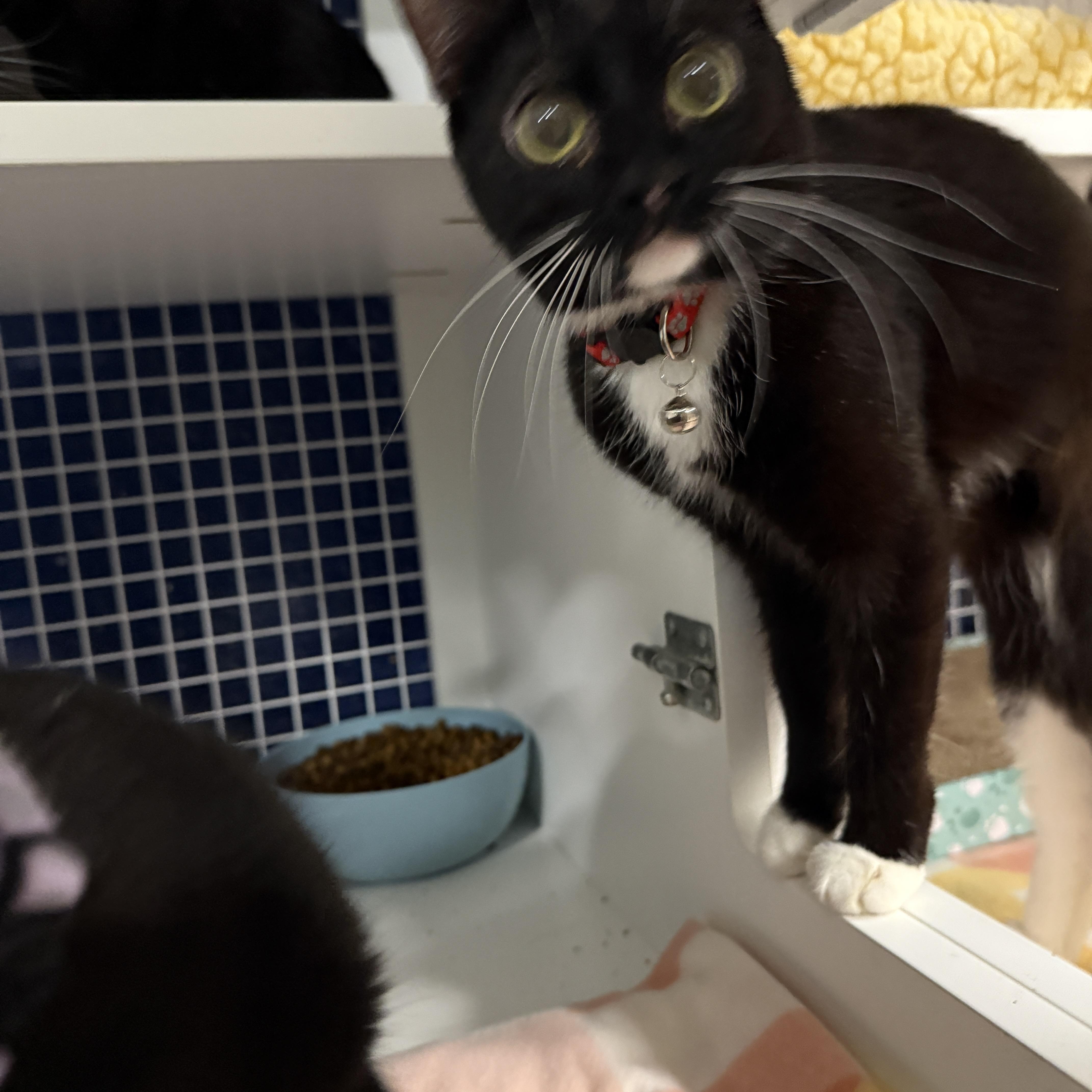 Enlarge Addison, a ADOPTABLE Domestic Short Hair in Oceanside, CA image 2/3