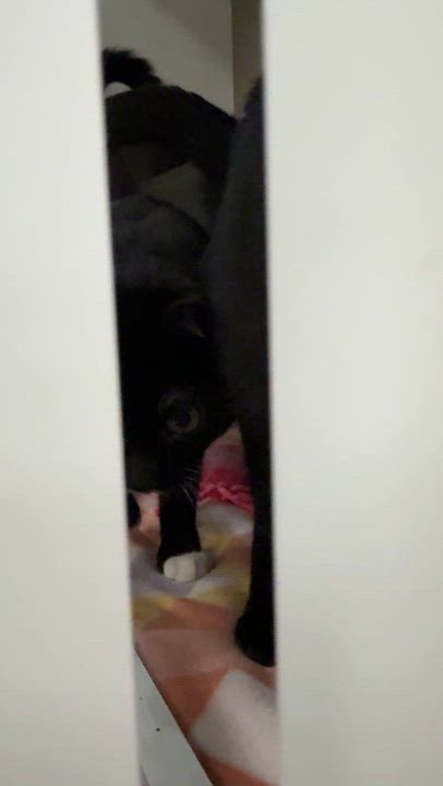 Enlarge Addison, a ADOPTABLE Domestic Short Hair in Oceanside, CA video 3/3