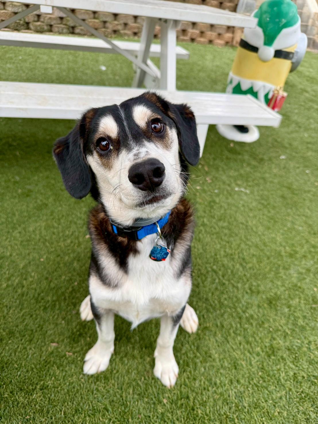 Lionel, ADOPTABLE, Young Male Beagle & Labrador Retriever.