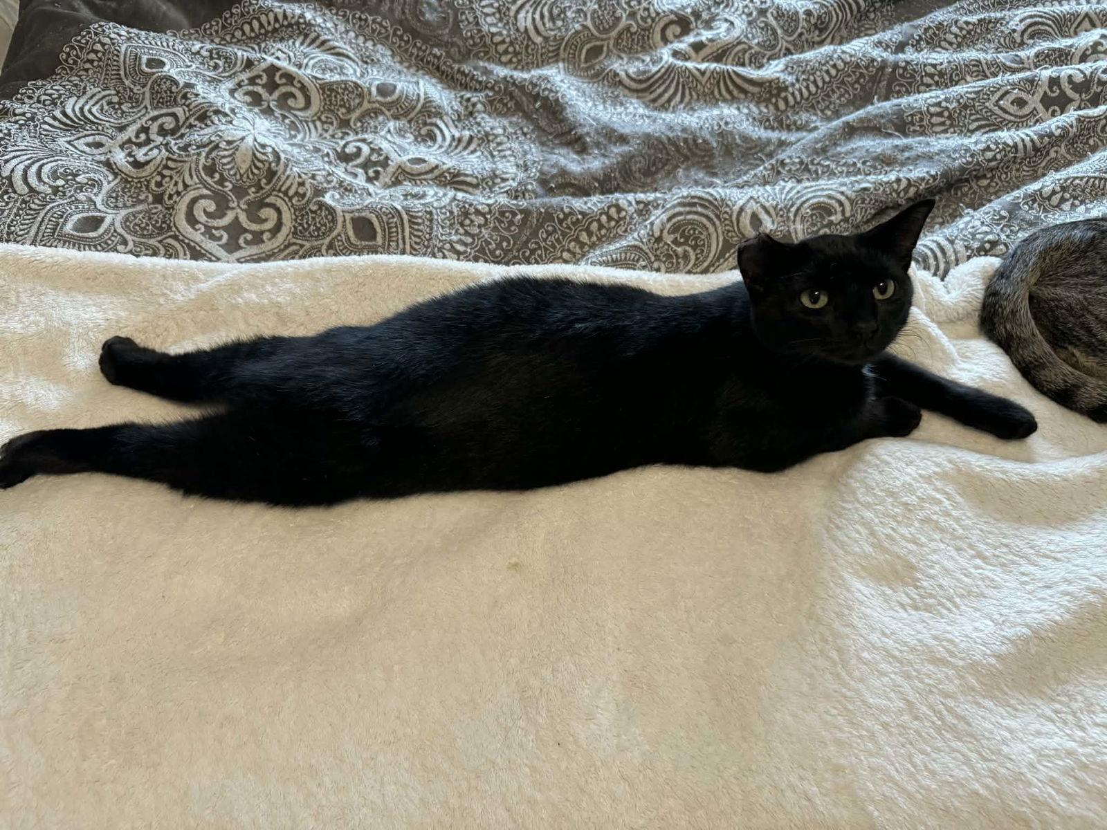 Enlarge Hulk, a Adopted Domestic Short Hair in Minneapolis, MN image 3/3